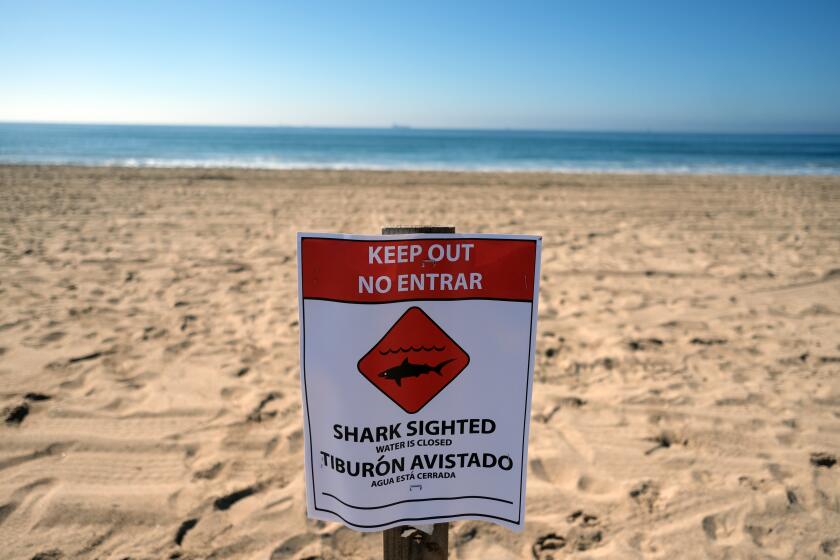 HUNTINGTON BEACH, CA - November 6, 2023: Shark sighted water closed warning signs have been placed on Sunset Beach a beachfront community near lifeguard stand 22 in Huntington Beach, CA November 6, 2023. A section of Sunset Beach was closed today after an injured pygmy sperm whale became beached and people reported seeing aggressive shark activity. The animal was euthanized due to its injuries. (Francine Orr/ Los Angeles Times)