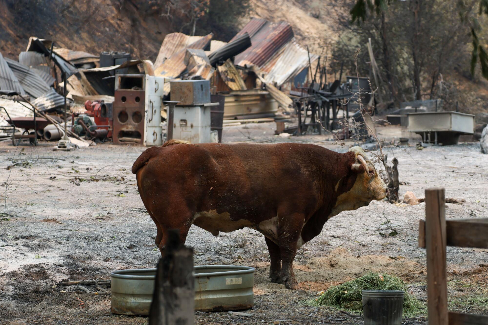 A bull stands on a burned property. 