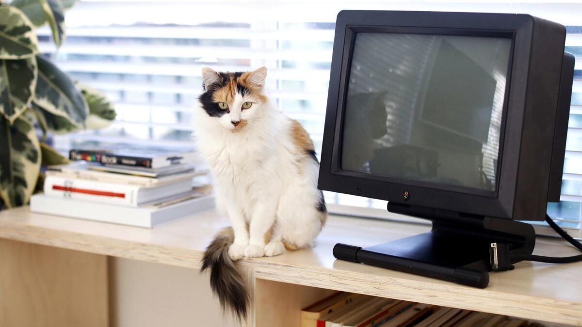 Issey the cat and a vintage computer