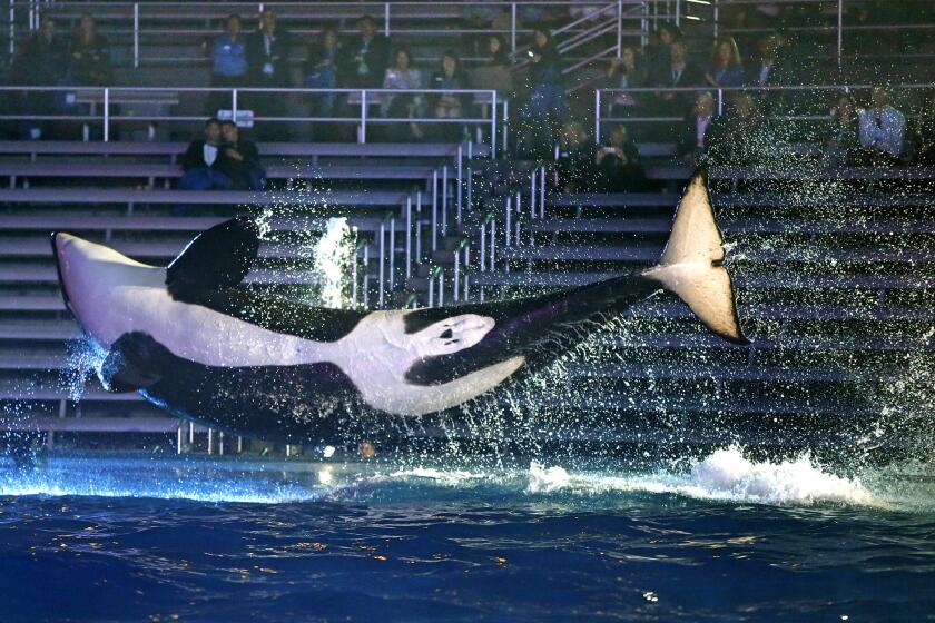 A trained orca killer whale leaps into the air at SeaWorld in San Diego.