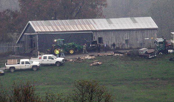 Investigators walk around a barn as carcasses lay on the ground at the Muskingum County Animal Farm Wednesday in Zanesville, Ohio. Police with assault rifles stalked a mountain lion, grizzly bear and monkey still on the loose after authorities said their owner apparently freed dozens of wild animals and then killed himself.
