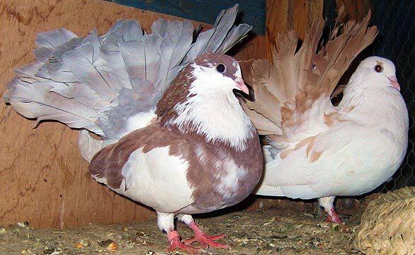 Two pigeons bred for aerial acrobatics show off their impressive tail feathers. Pigeon breeding and bird shows are enjoying a resurgence in Iraq now that security has improved.