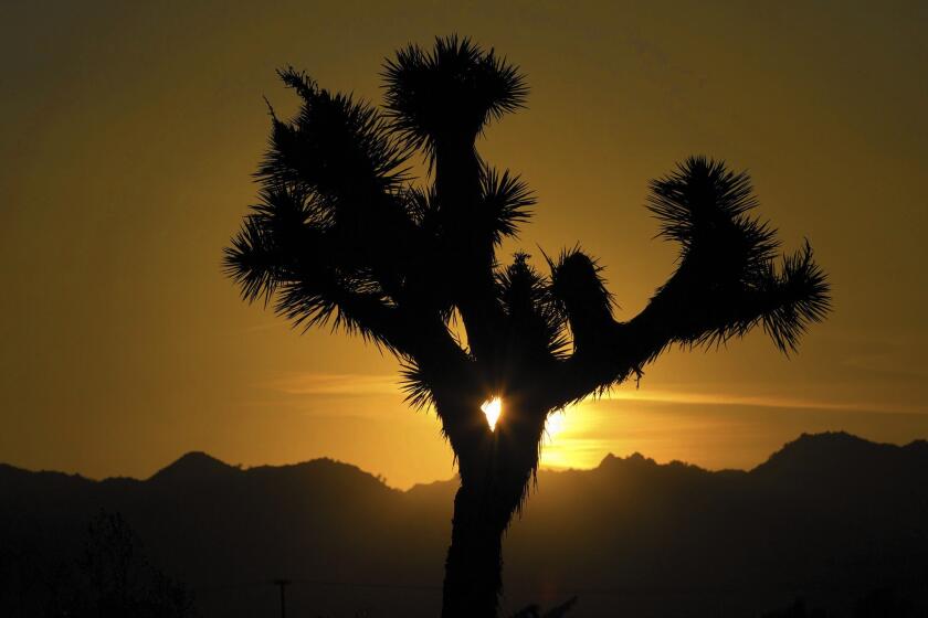 The setting sun silhouettes a dried-up Joshua tree. The trees grow only in the Mojave Desert and have become mainstays for movies, fashion shoots, advertising campaigns and more.