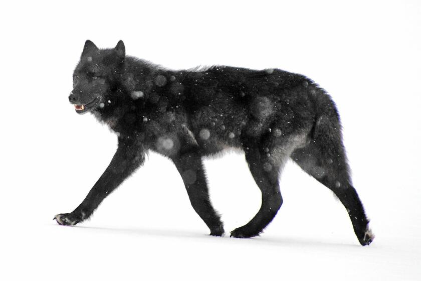 An Alexander Archipelago wolf roams in Juneau, Alaska, in 2008. The federal government reiterated its opposition to listing the wolf as endangered or threatened.