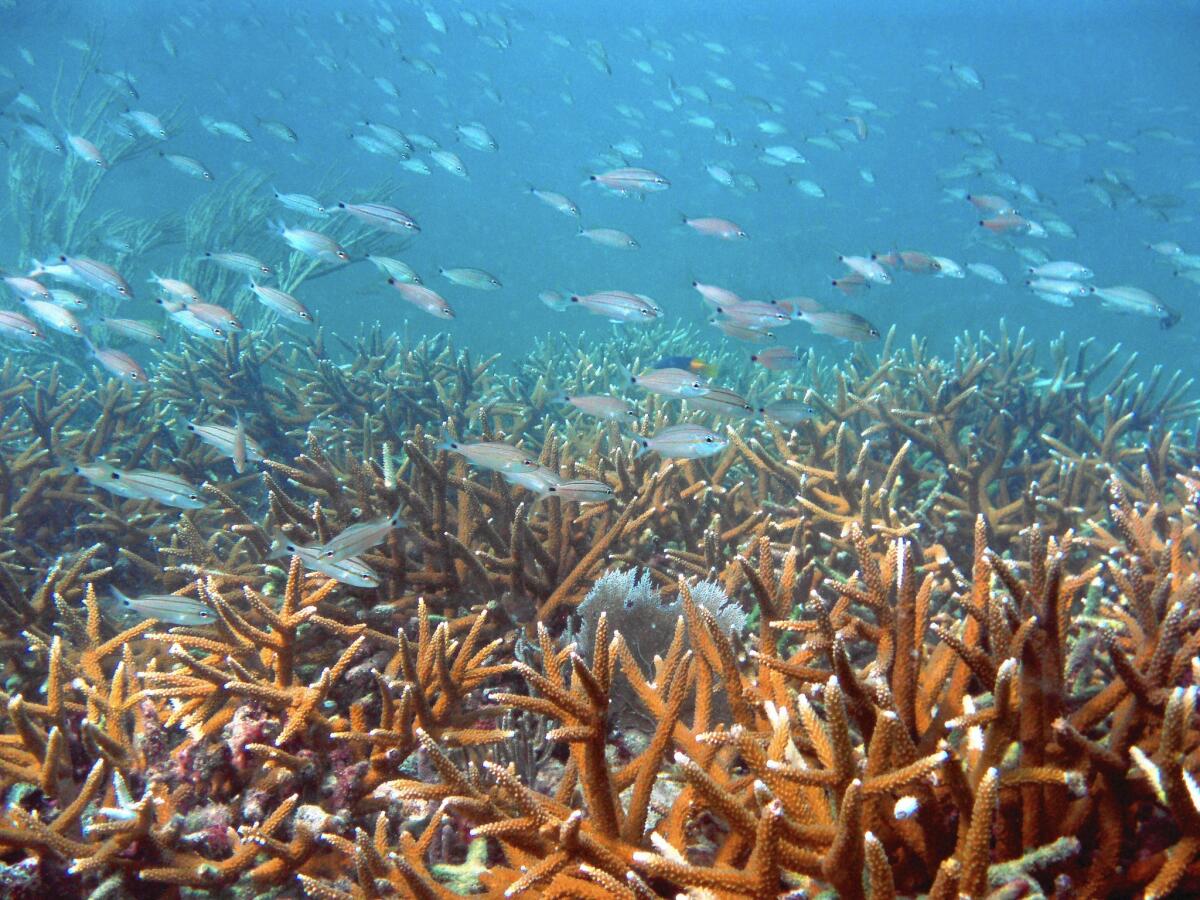A rare coloured Staghorn coral colony in Opal Reef amongst other