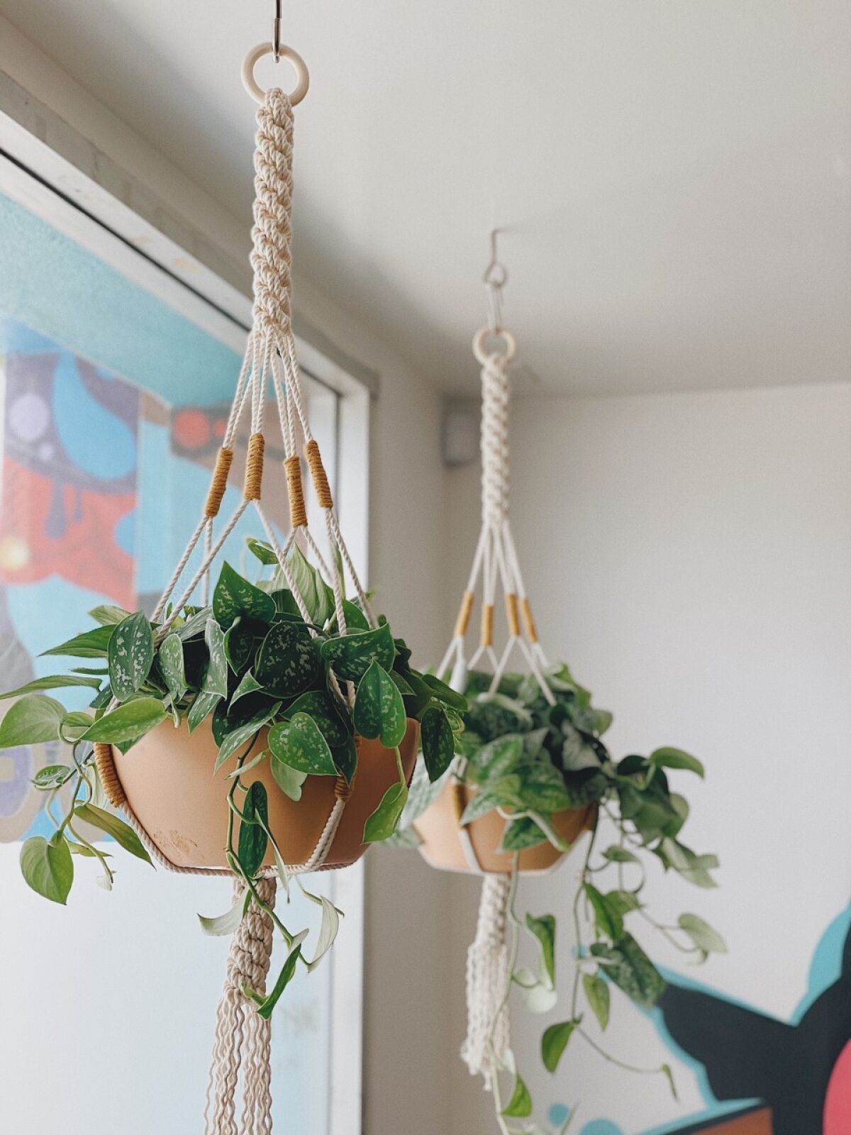 Two potted plants in plant hangers made from woven white rope. 