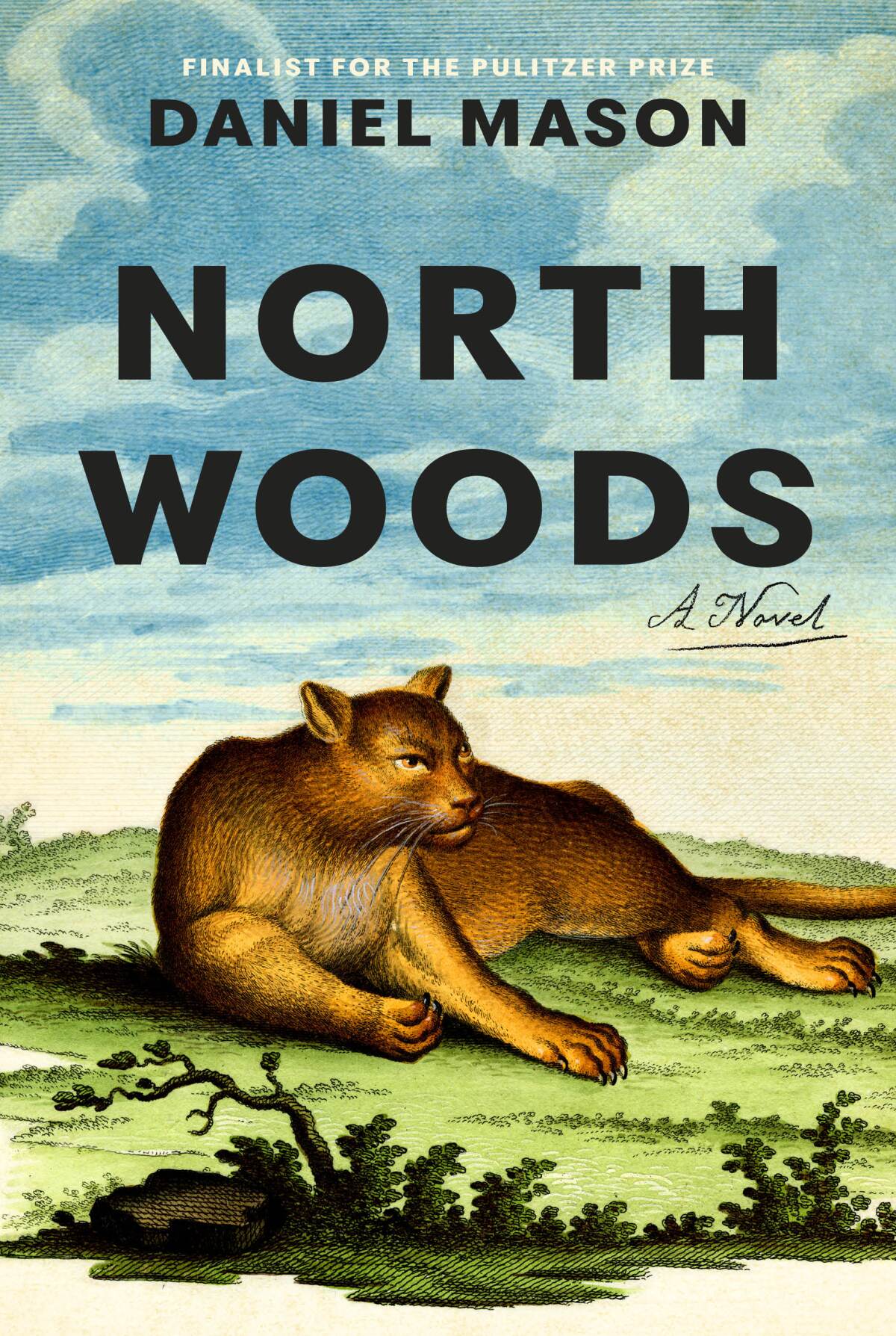"North Woods," by Daniel Mason
