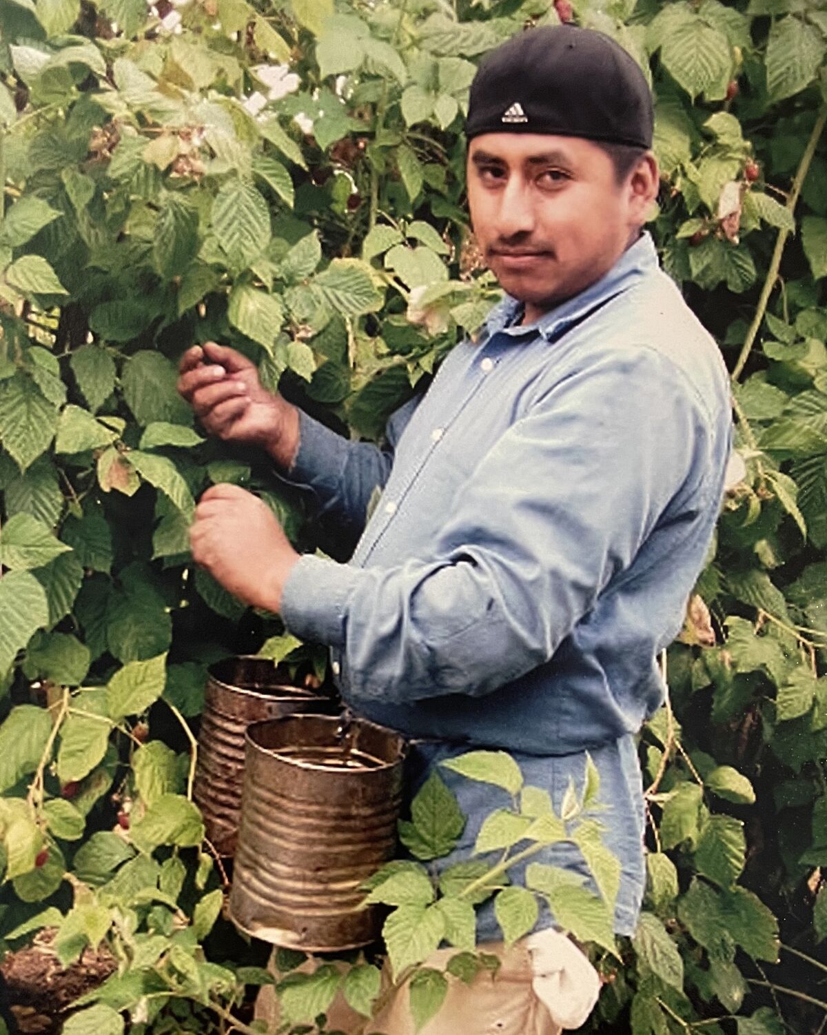 Jaime Villegas, 38, picks raspberries in a farm in Boring, Oregon.