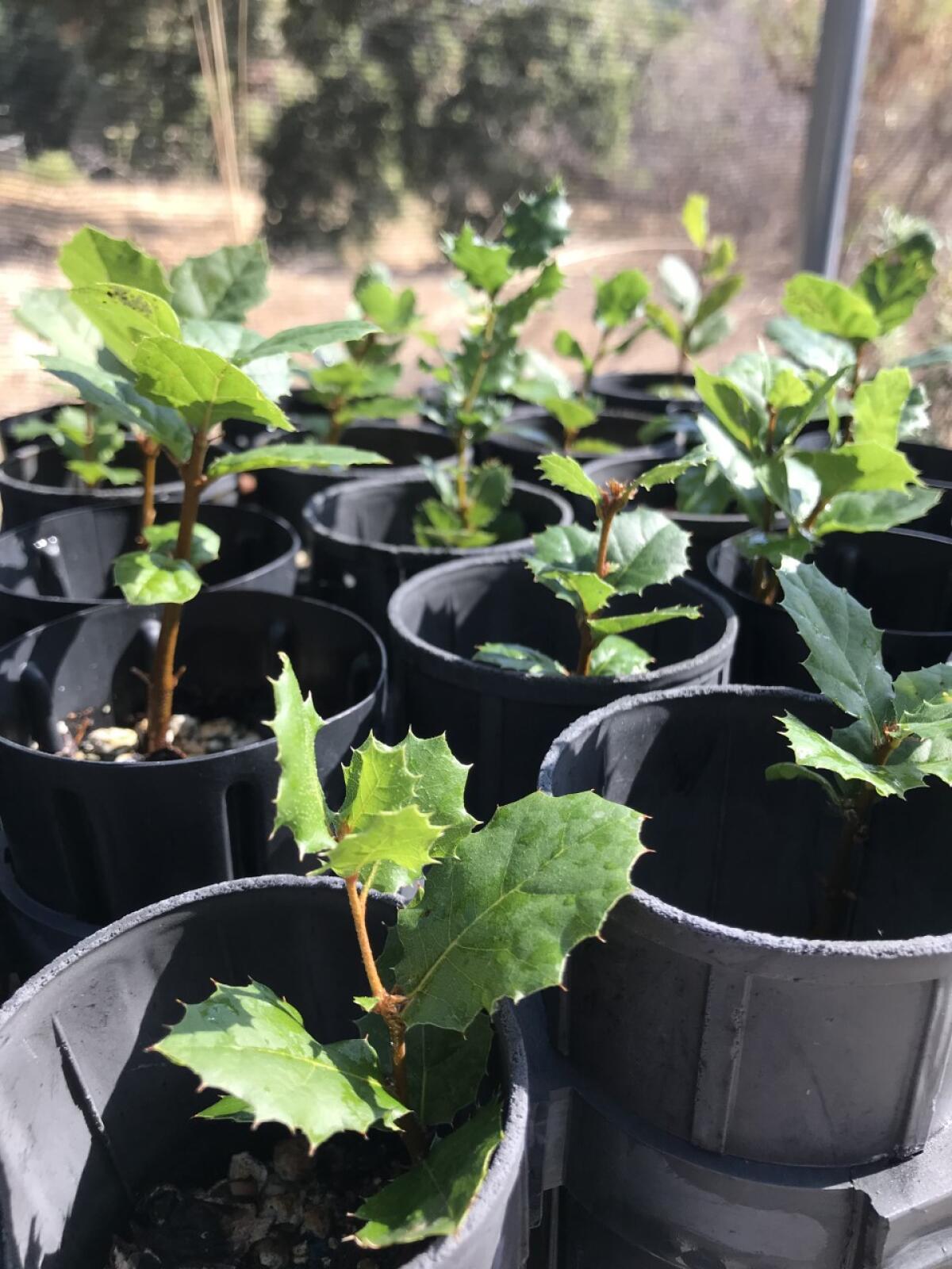 The Irvine Ranch Conservancy will plant oak seedlings in areas of Limestone Canyon.