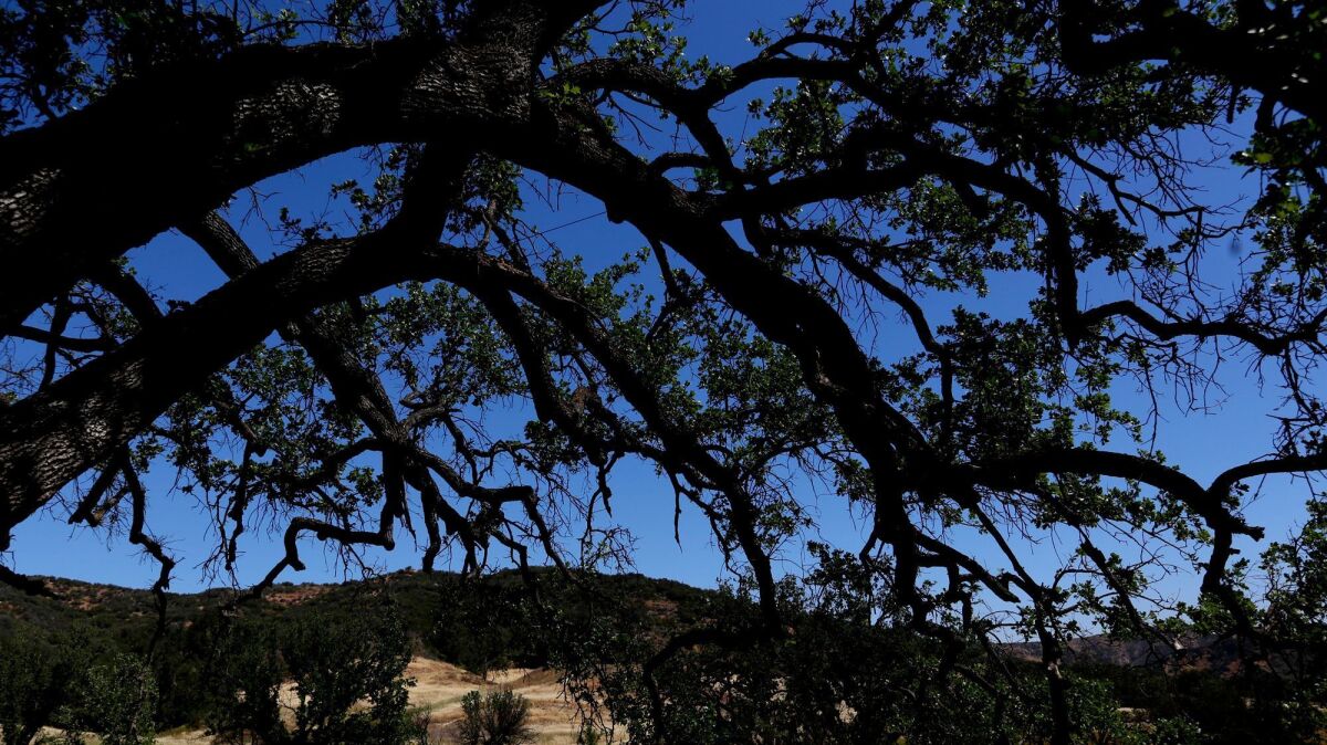 An oak tree in the Witches Wood, in the foreground, at Paramount Ranch.
