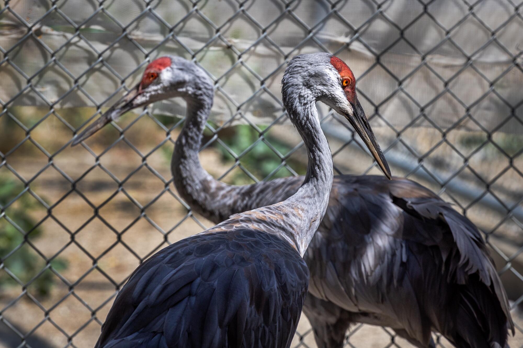 Two sandhill cranes in front of a chain-link fence.