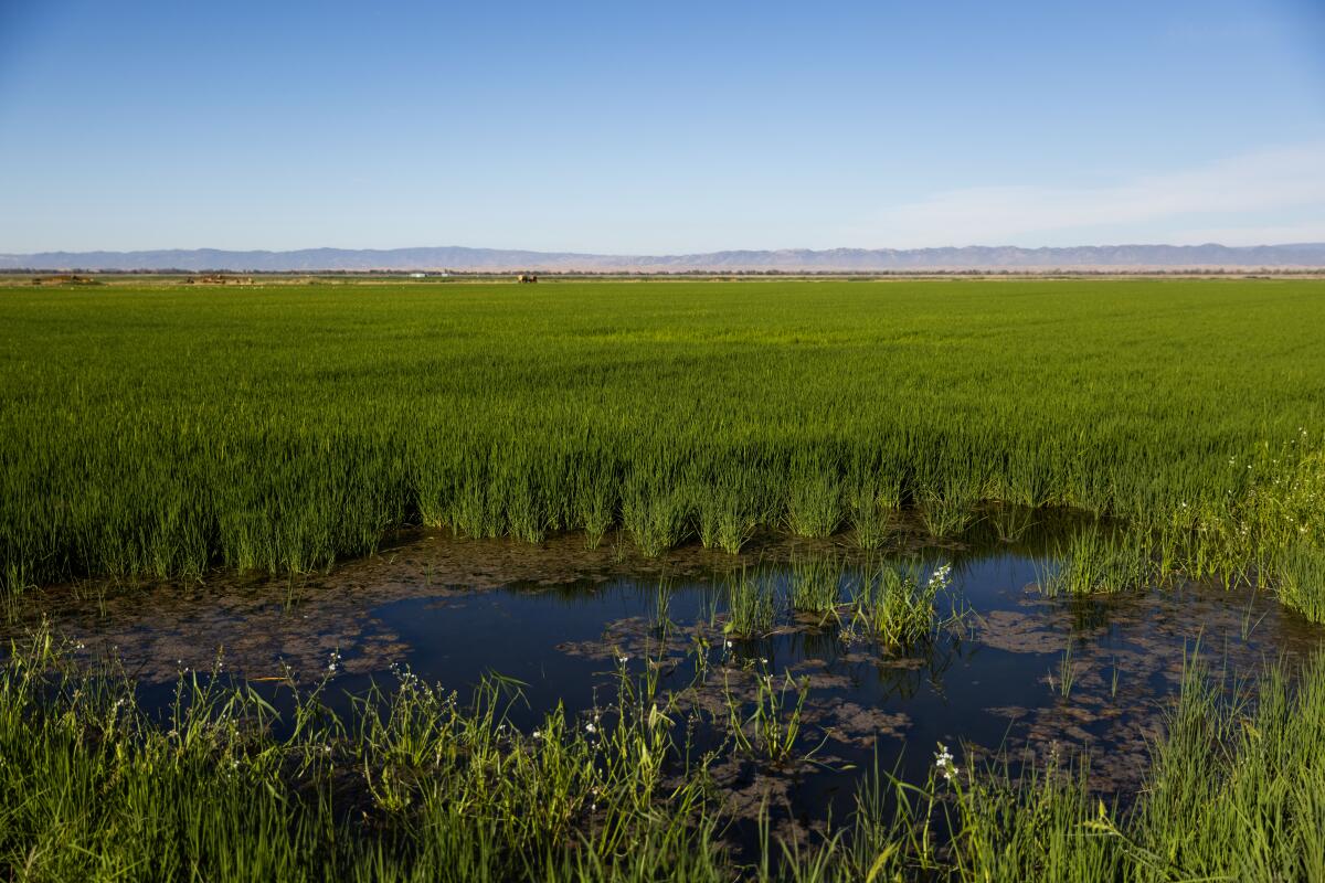 One of Kim Gallagher's rice fields in Knights Landing, Calif., in August.