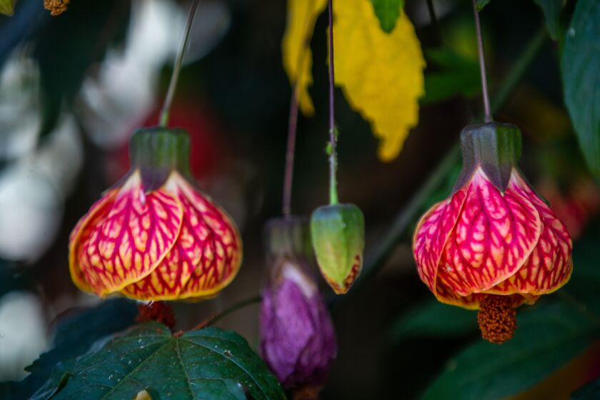 Redvein abutilon, also known as Chinese lantern is growing in a yard in the Silver Lake neighborhood
