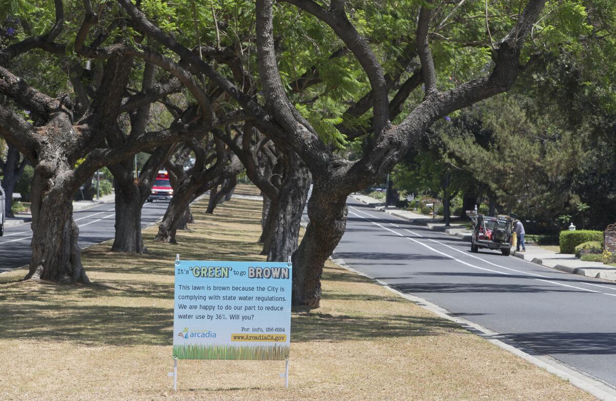 The city of Arcadia stopped watering the grass in the median of Santa Anita Avenue to comply with state drought regulations.