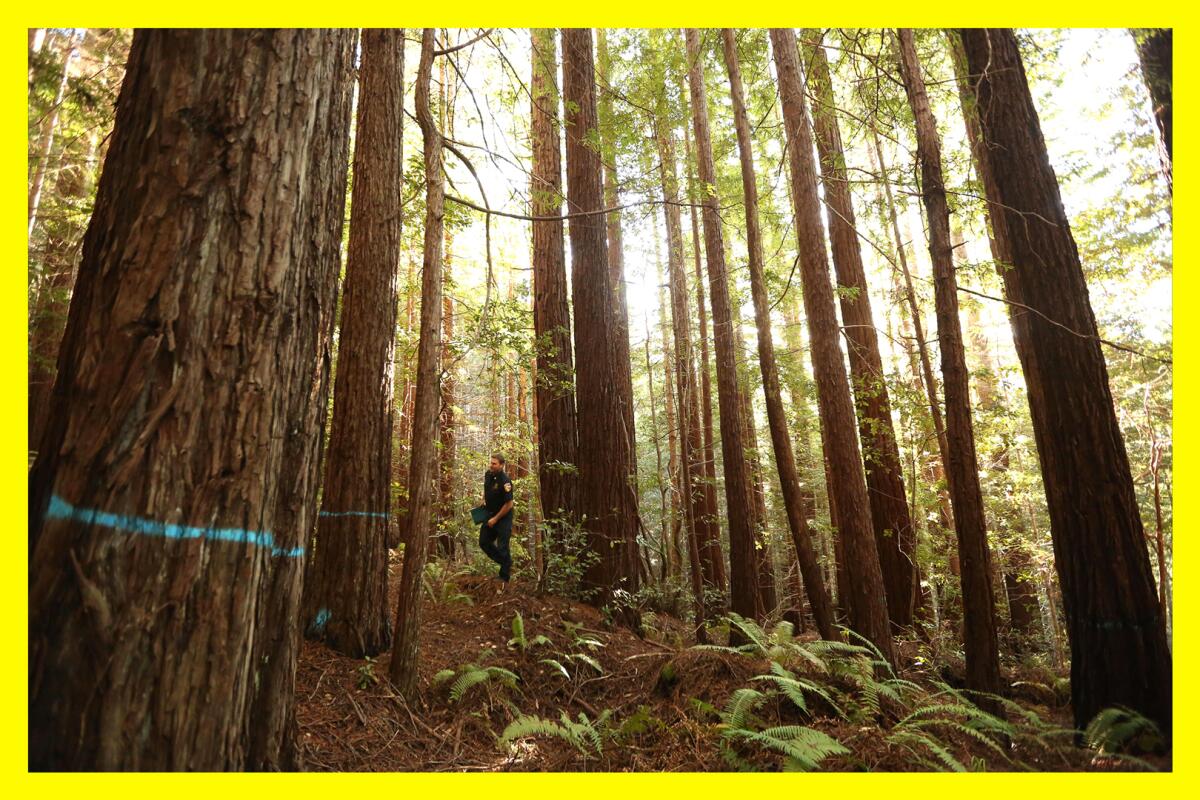 A man walks alone in a forest of towering redwood trees