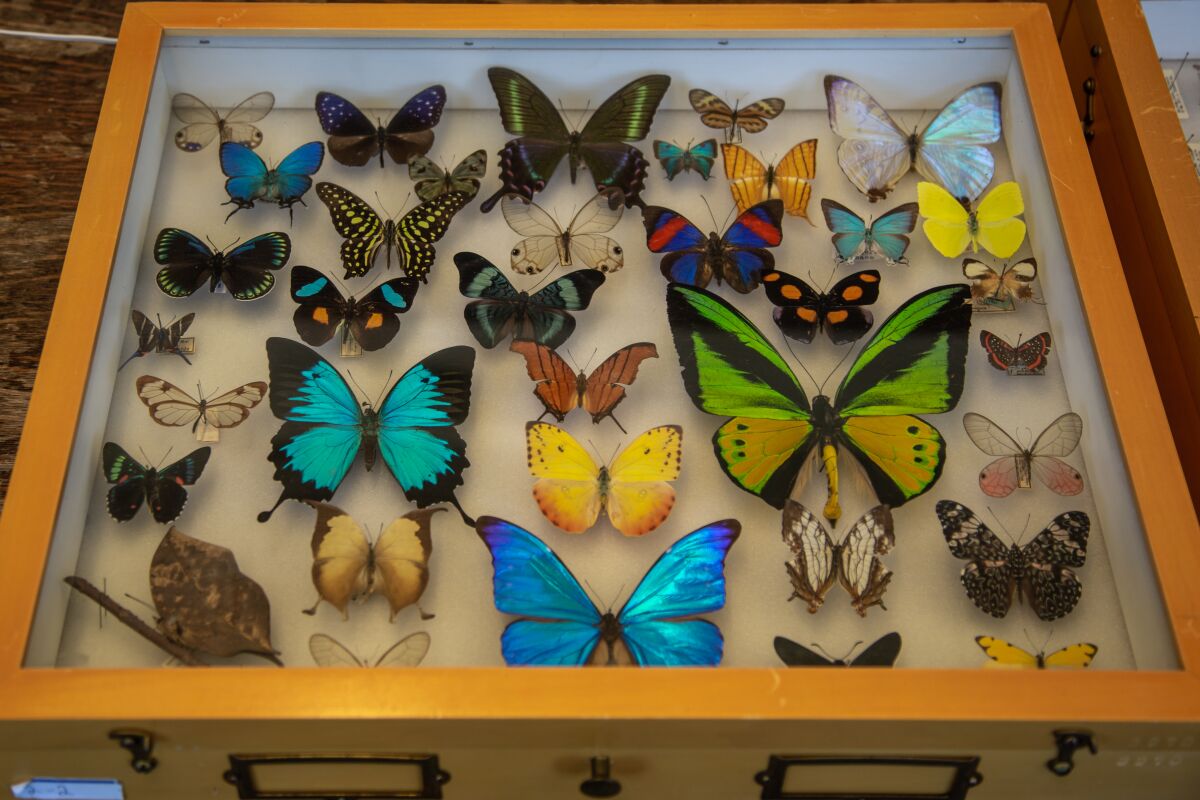 A display case of butterflies from around the world at The San Diego Natural History Museum on Monday.