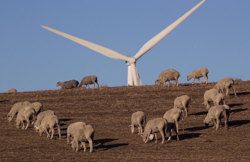 Des moutons paissent sur le parc éolien Shiloh II dans les collines de Montezuma près de Rio Vista, en Californie.