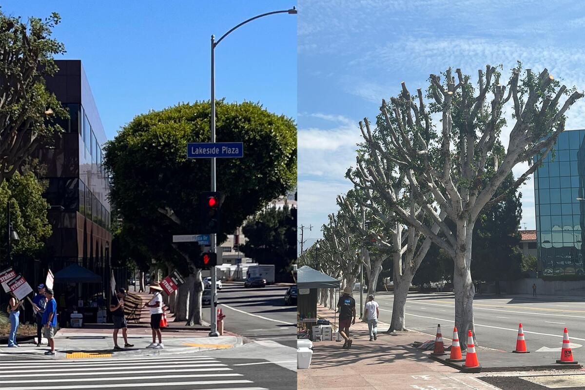 Side-by-side photos show trees providing shade to the left, then those trees extensively trimmed on the right.