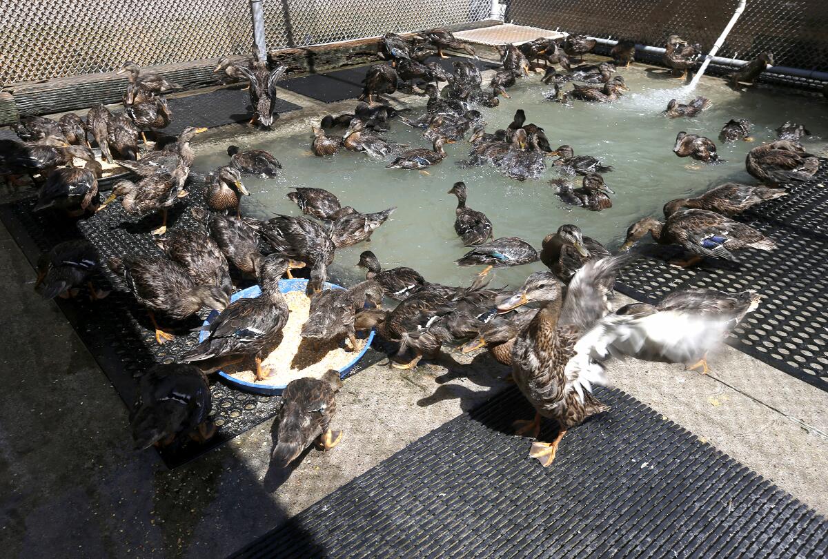 About 300 ducks were relocated from Huntington Beach to the Santa Ana Zoo ahead of Tropical Storm Hilary over the weekend.