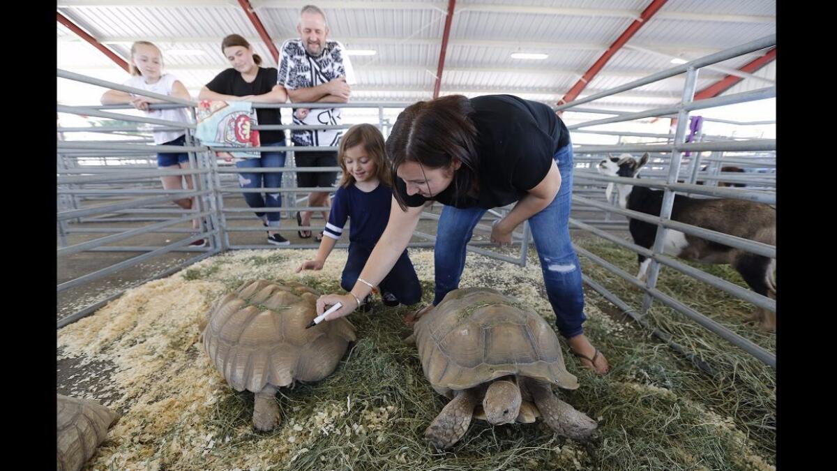 Charity Pepys and her daughter Charlotte write the letter "P" for Pepys on their tortoises on Tuesday at the OC Fair & Event Center in Costa Mesa after they were evacuated from Orange Park Acres.