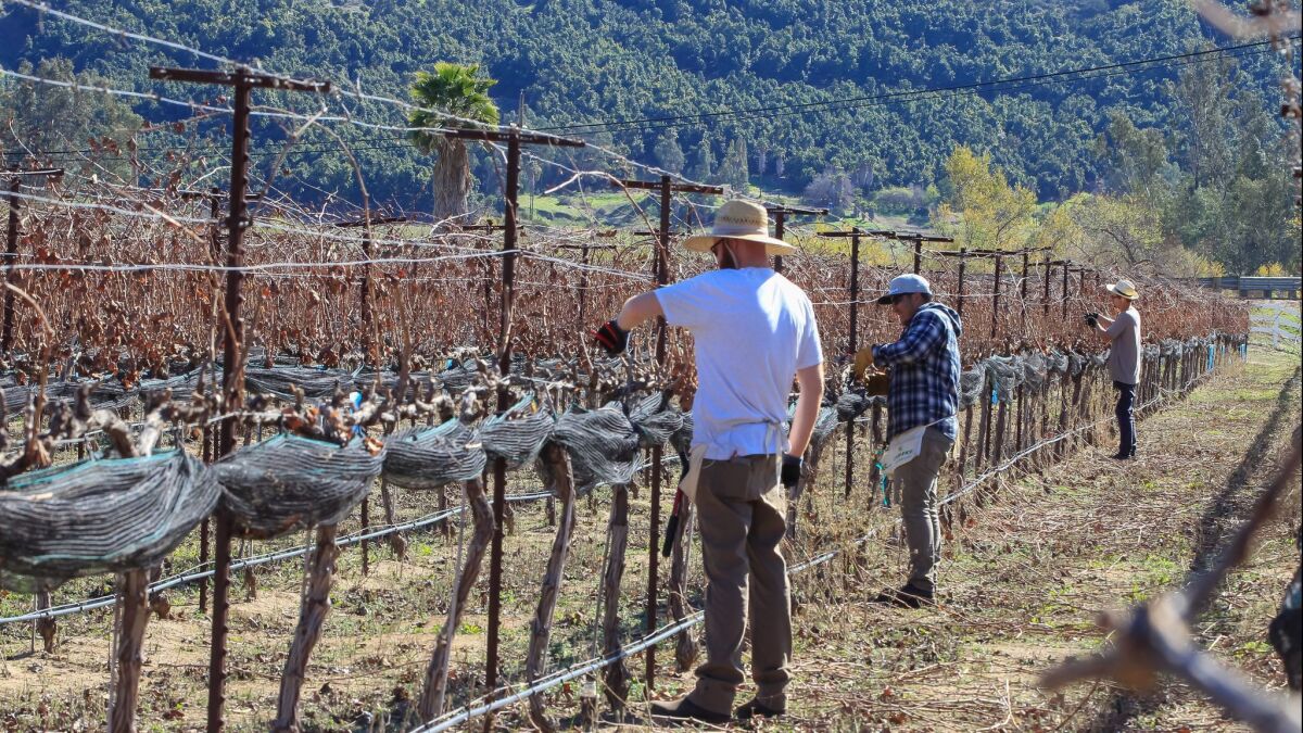 Workers prune Syrah vines at Rockwood Ranch on Feb. 20 in the San Pasqual Valley area of San Diego,