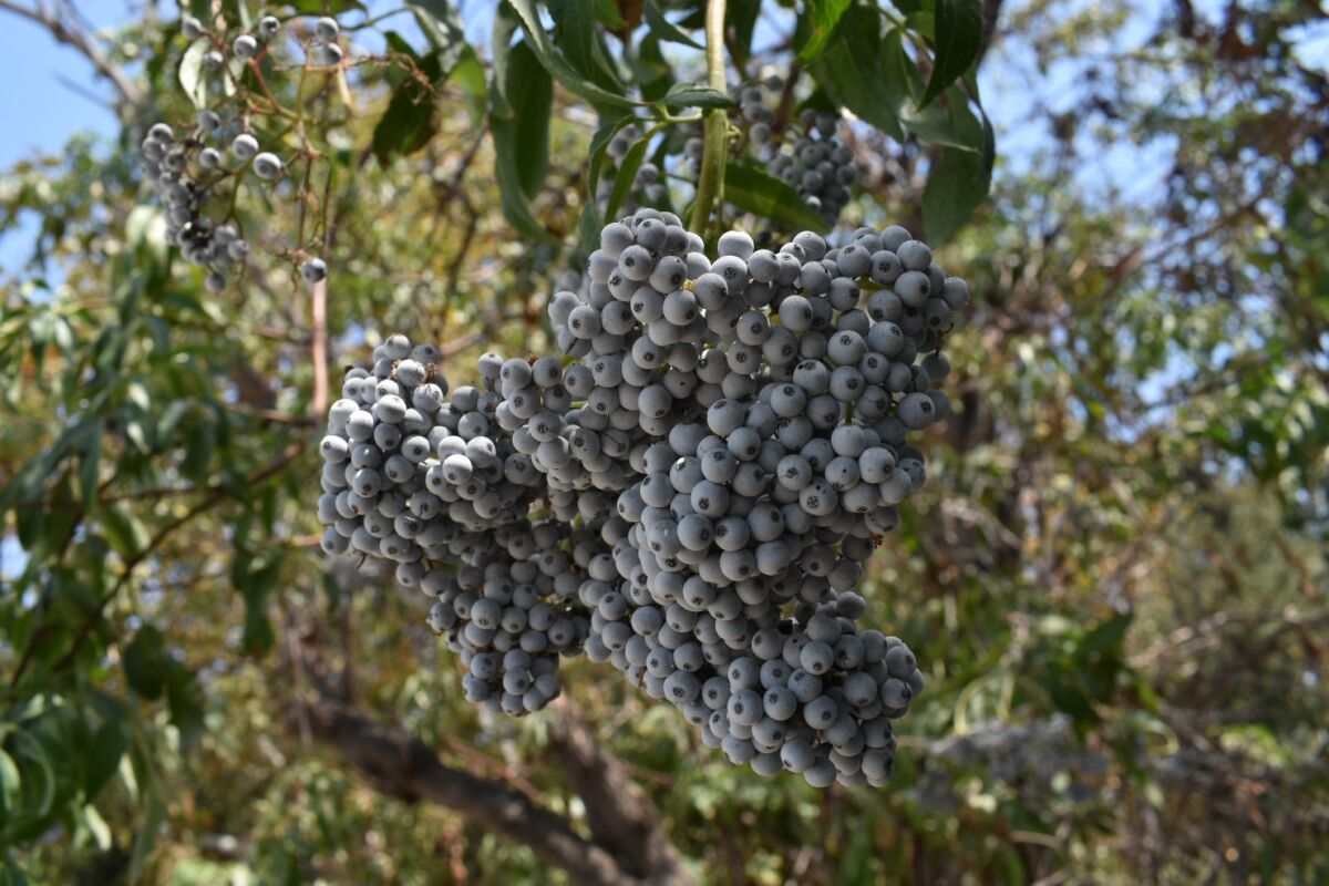 Clusters of dark blue berries hang from a tree.