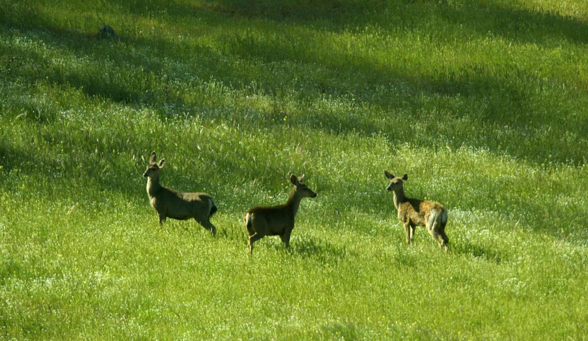 Deer graze at Cuyamaca Rancho State Park.