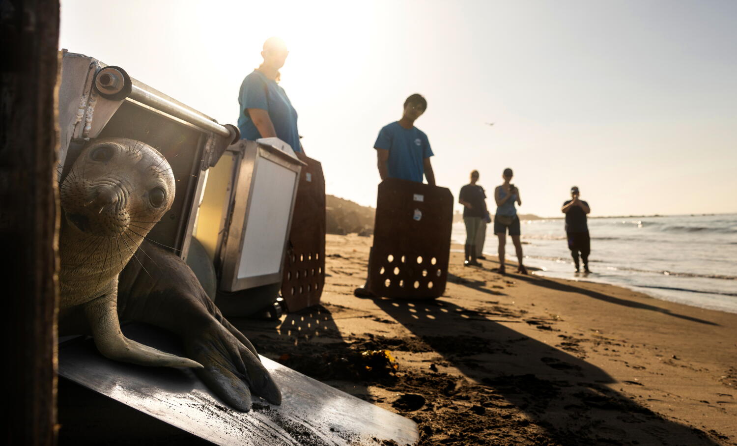 El Niño could bring waves of starving sea lion pups to California beaches. It's happened before