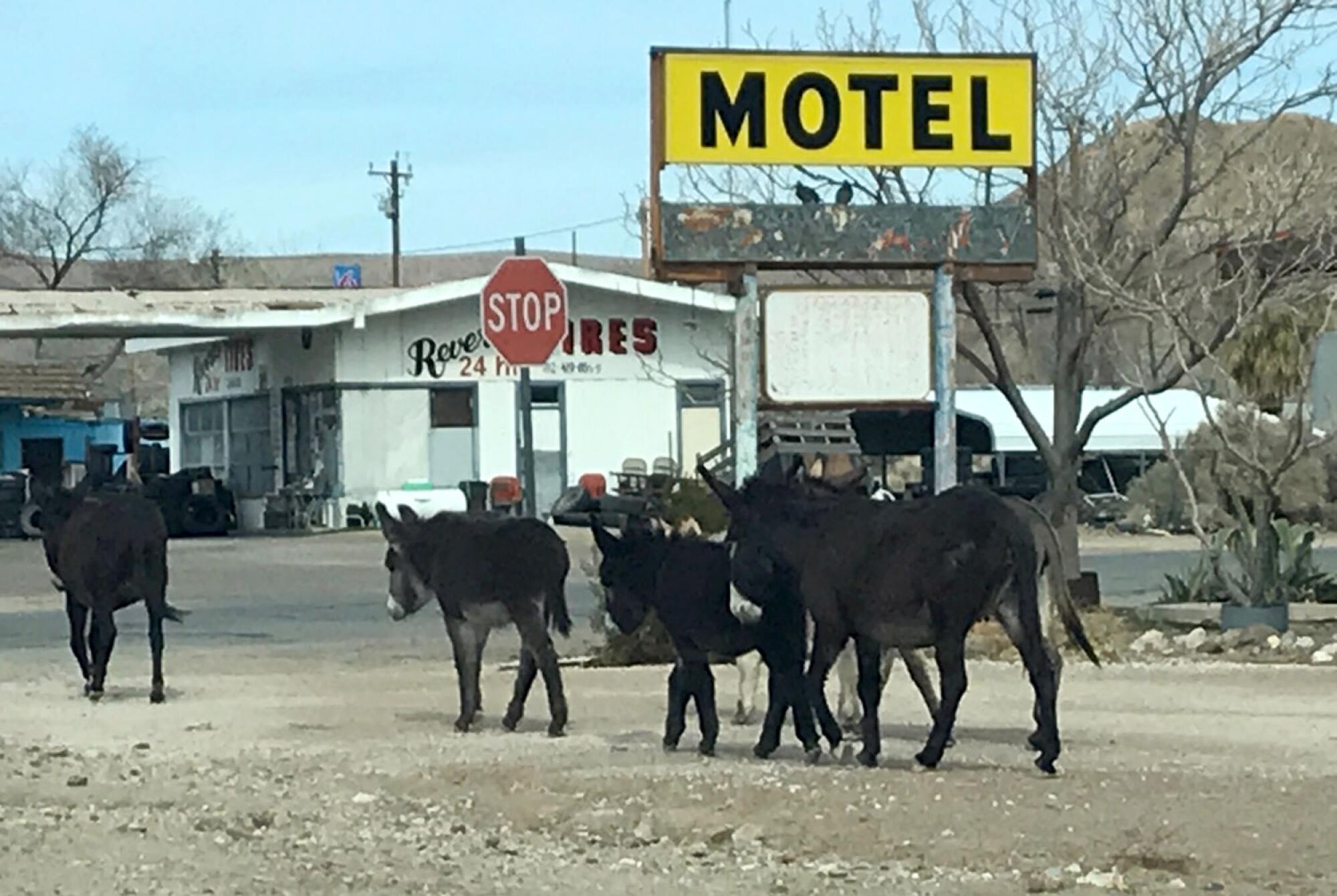 Burros roam the area next to U.S. 95 in Beatty, Nevada