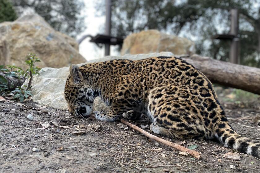 The OC Zoo of Irvine debuted its 11-month-old, 50-pound jaguar named Mickey earlier on March 6, 2023.