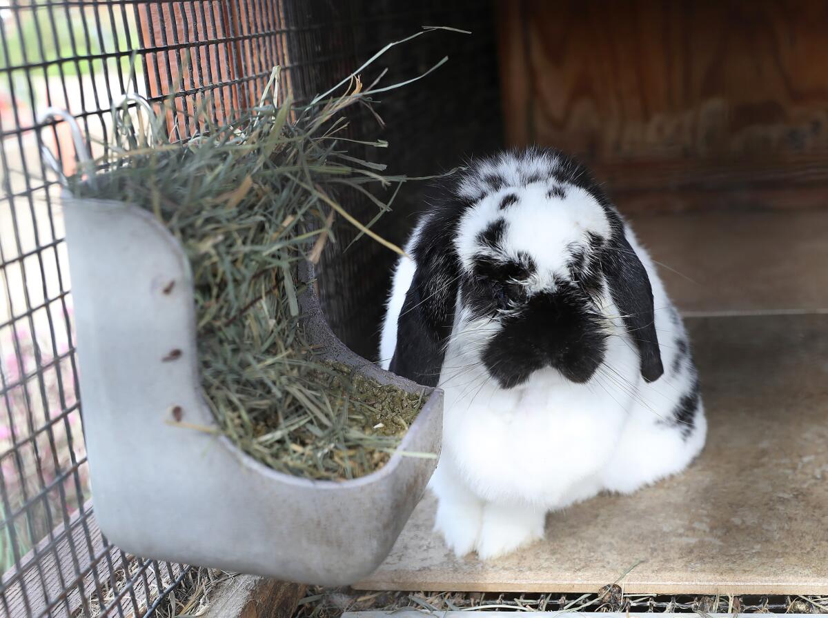 Centennial Farm class 'Urban Hops' explores the prolific benefits of ...