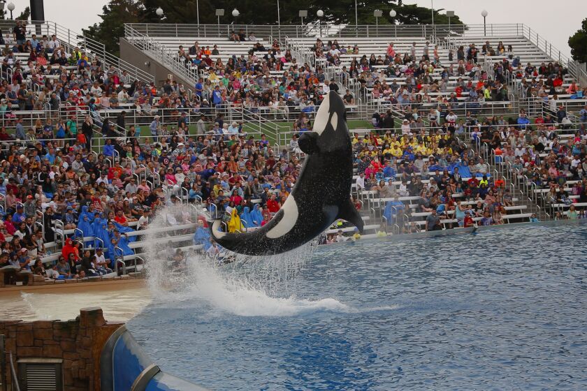 SeaWorld San Diego unveils their new Orca Encounter to the public which they describe as living documentary experience.
