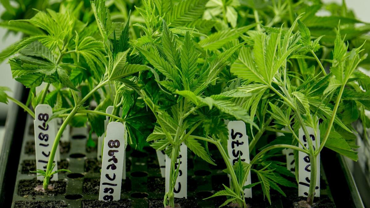A proposal to develop a medical marijuana manufacturing facility in Costa Mesa will return to city planning commissioners Monday.