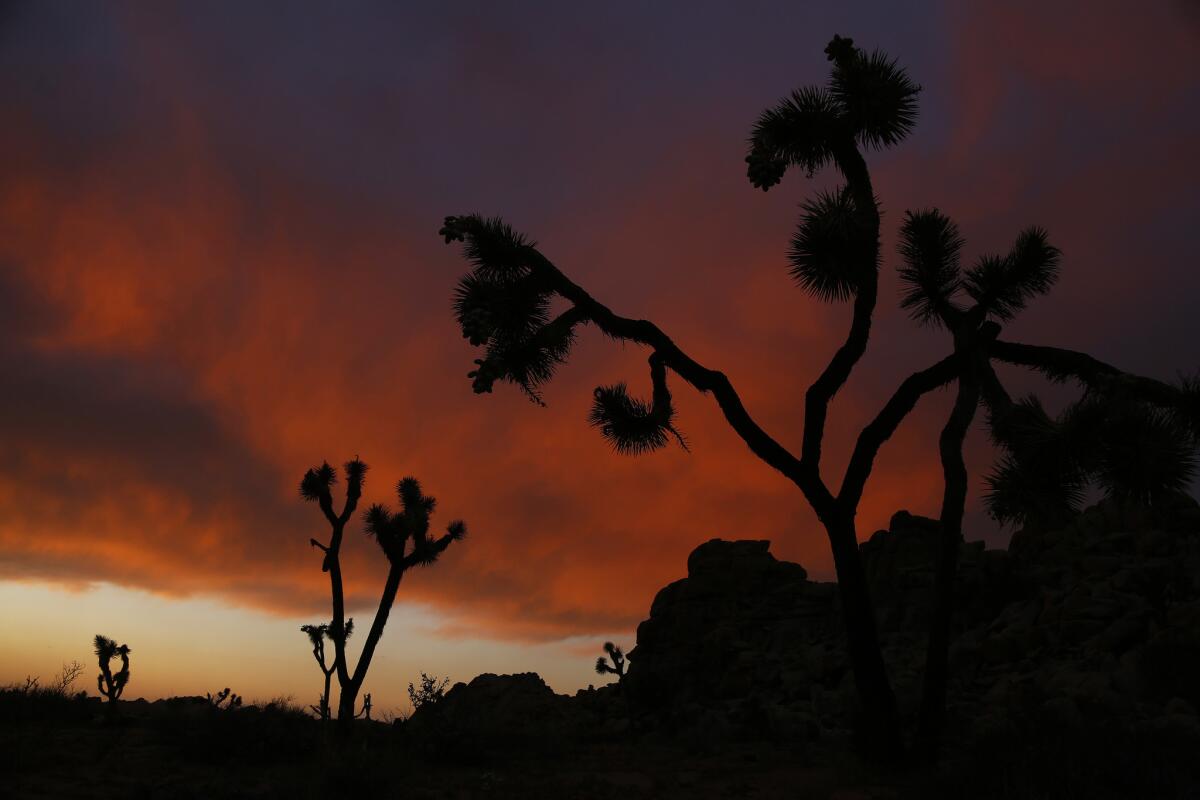 A state agency moved Monday to protect Joshua trees, those lonely sentinels of the Mojave Desert.