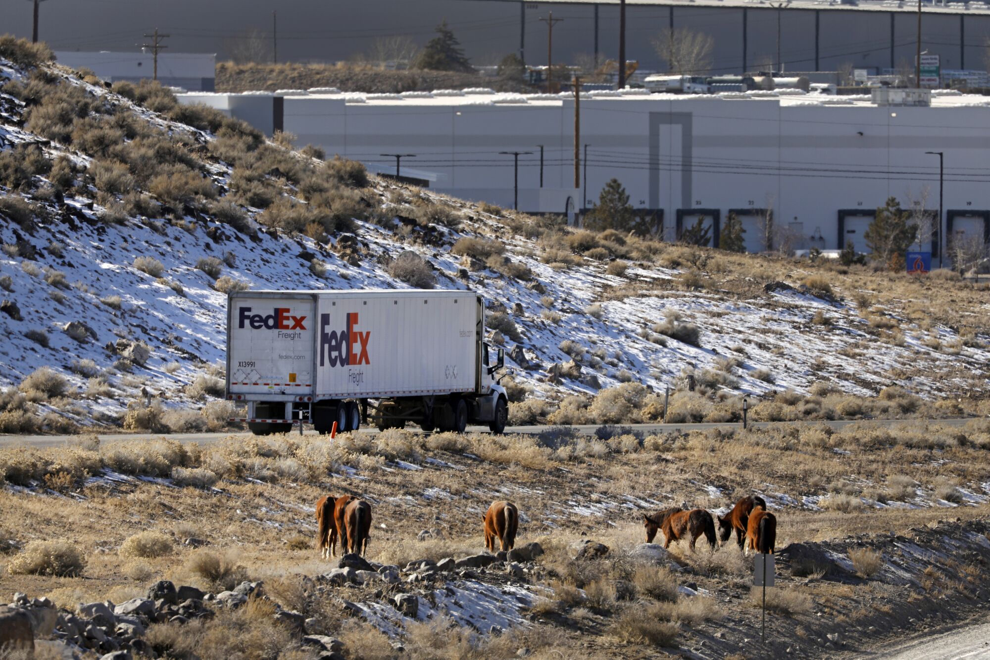 Wild horses graze near a FedEx truck.