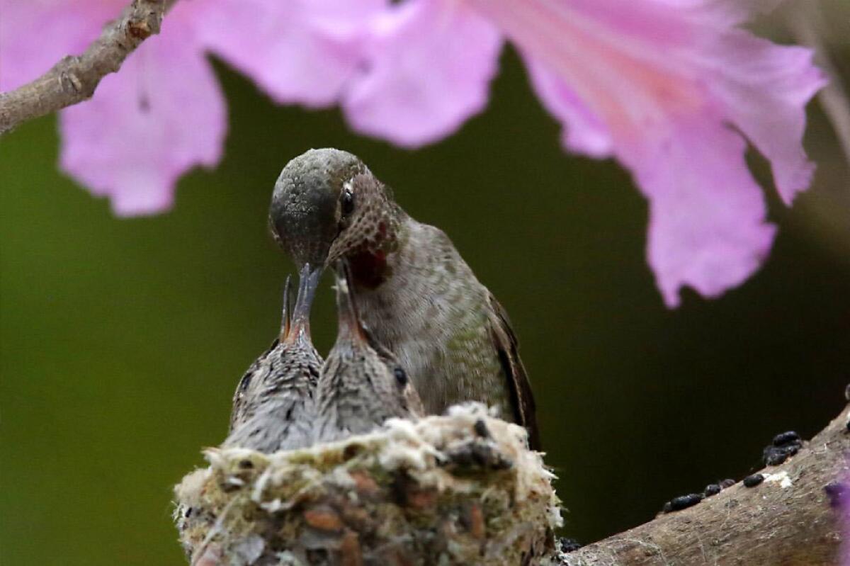 A hummingbird feeds its offspring at Los Angeles County Arboretum and Botanic Garden in Arcadia.