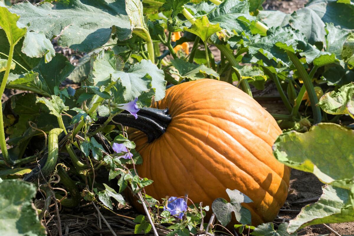 Time to harvest pumpkins.