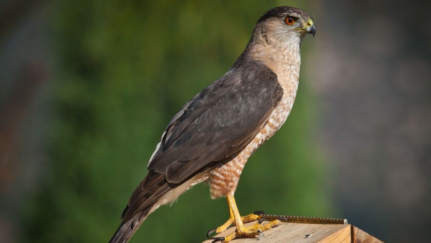 On The Avian Food Chain Cooper S Hawks Hover High The San Diego