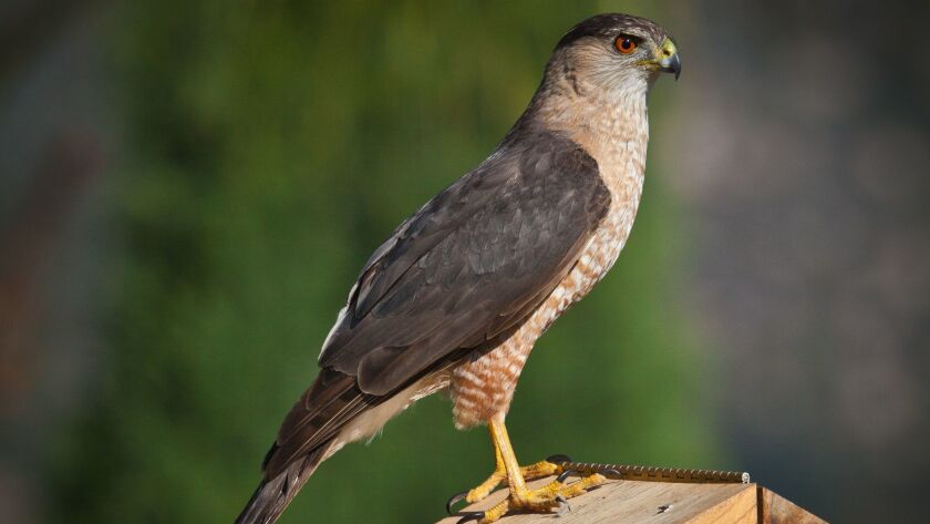 On The Avian Food Chain Coopers Hawks Hover High The San