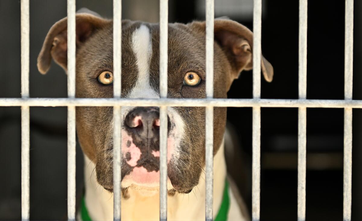A dog waits looks out from behind bars