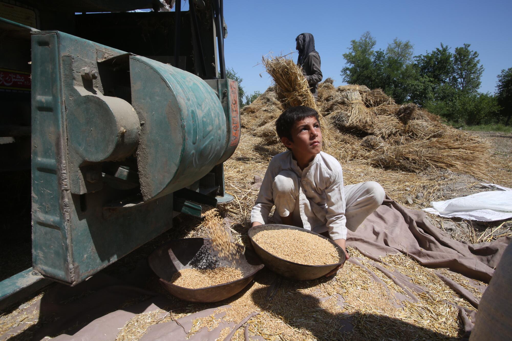 Un niño recoge trigo de una trilladora en Peshawar, Pakistán, en mayo.
