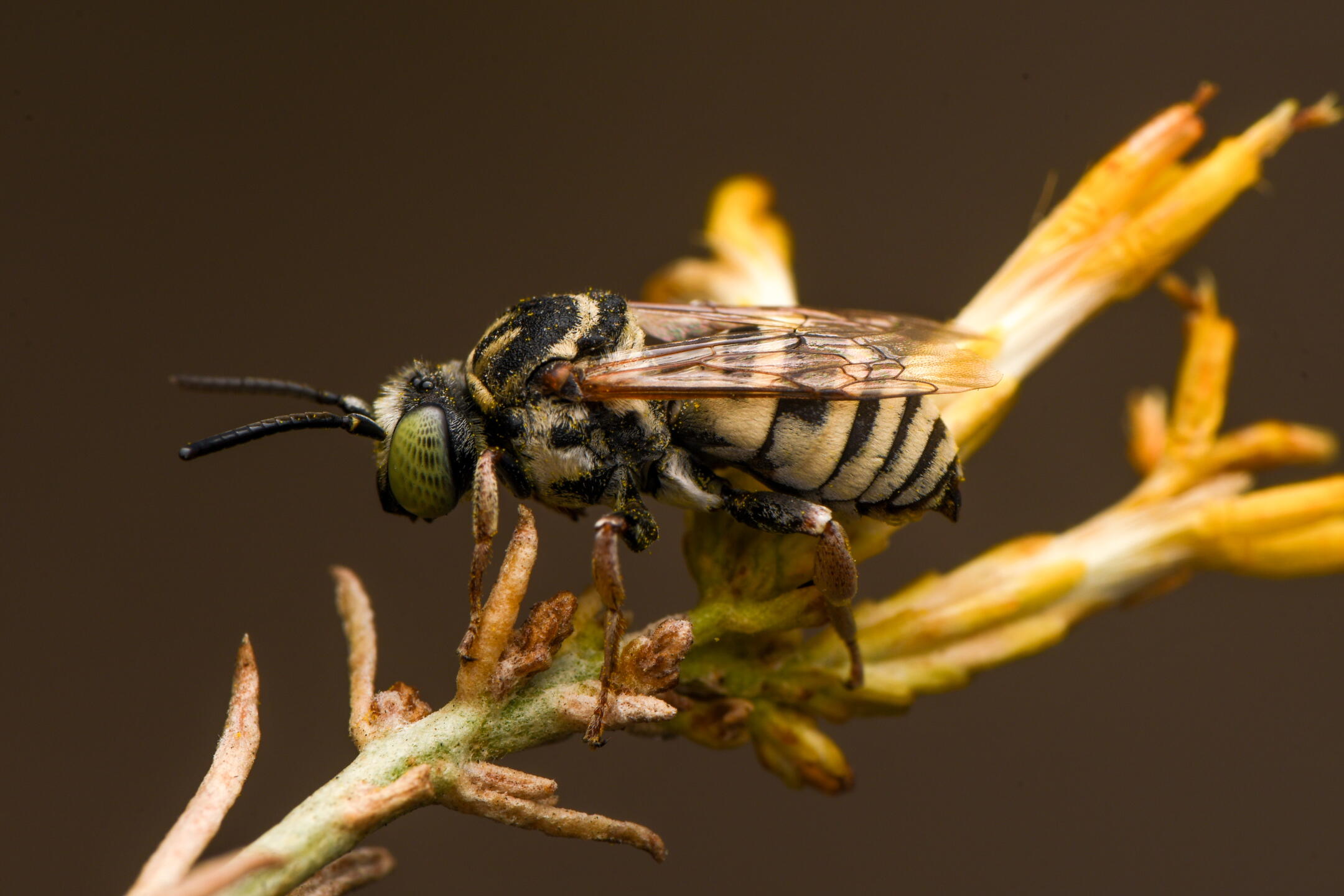 Naative L.A. artist finds meaning photographing California native bees - Los ...