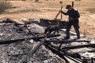 #LASD SEB Tactical Bomb Techs and an accelerant detection canine, "Spike", searching for ignitable liquids at the scene of a suspected arson fire in Lake Los Angeles.