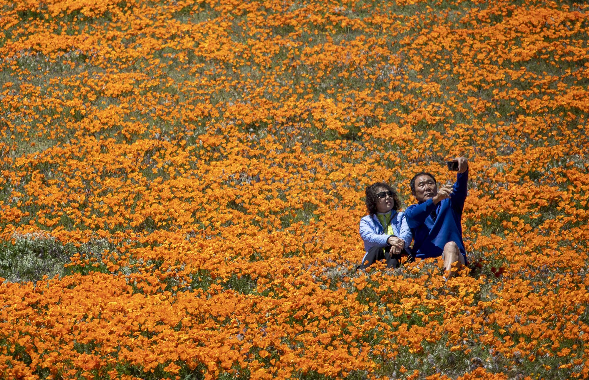 A couple take a selfie among blooming California poppies in Lancaster outside of the perimeter of the California Poppy State Natural Reserve.