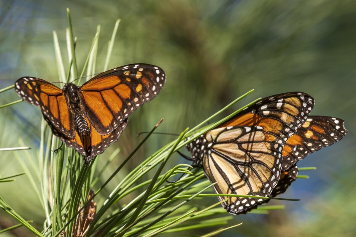  Monarch butterflies land on branches at Monarch Grove Sanctuary in Pacific Grove, Calif., Wednesday, Nov. 10, 2021. 
