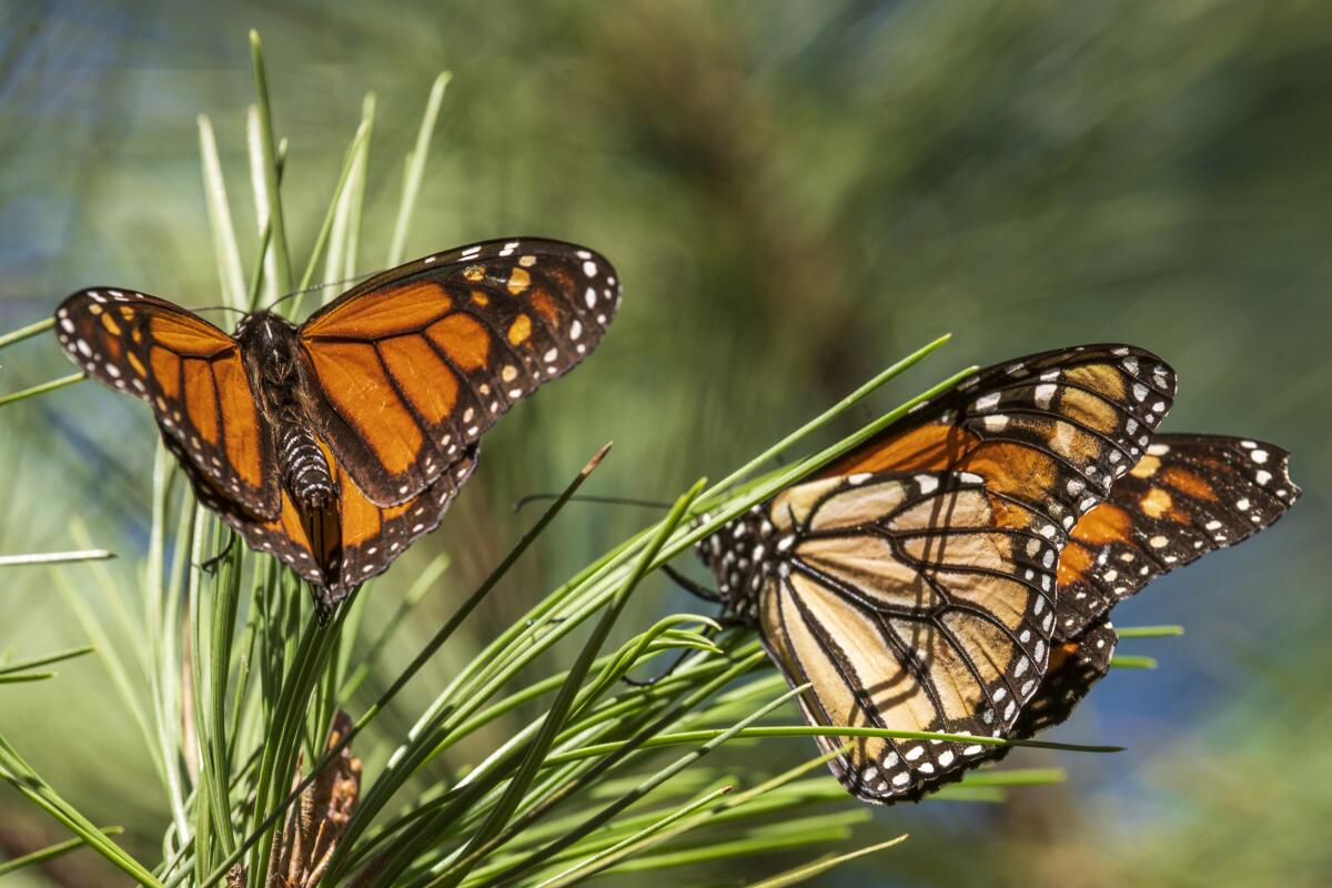 Monarch butterflies land on branches at Monarch Grove Sanctuary in Pacific Grove, Calif.