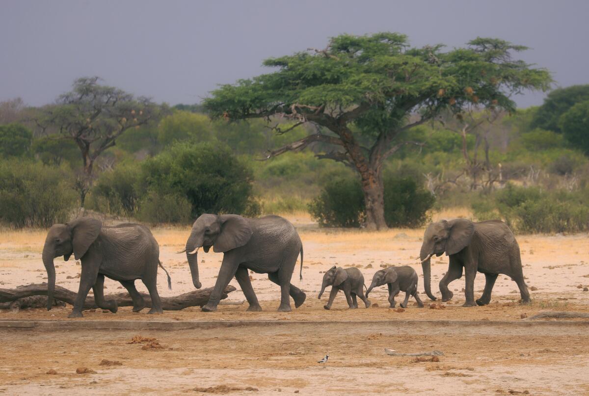 Un grupo de elefantes buscan agua en el Parque Nacional Hwange de Zimbabue