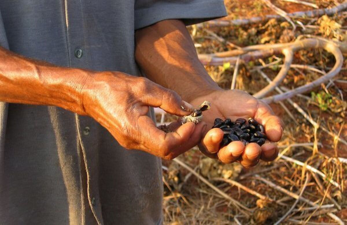 A farmer holds castor beans. Ricin occurs naturally in castor beans.
