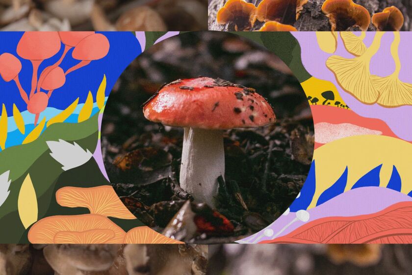 The dirt on mushrooms