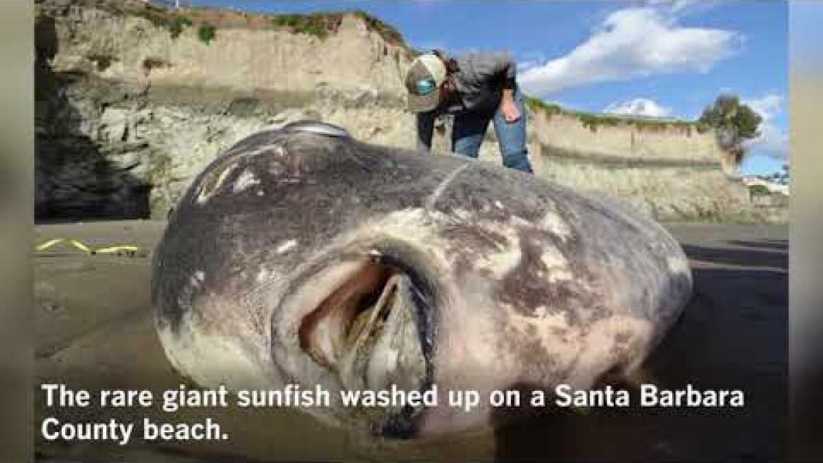 Elusive hoodwinker sunfish washes ashore near Santa Barbara in